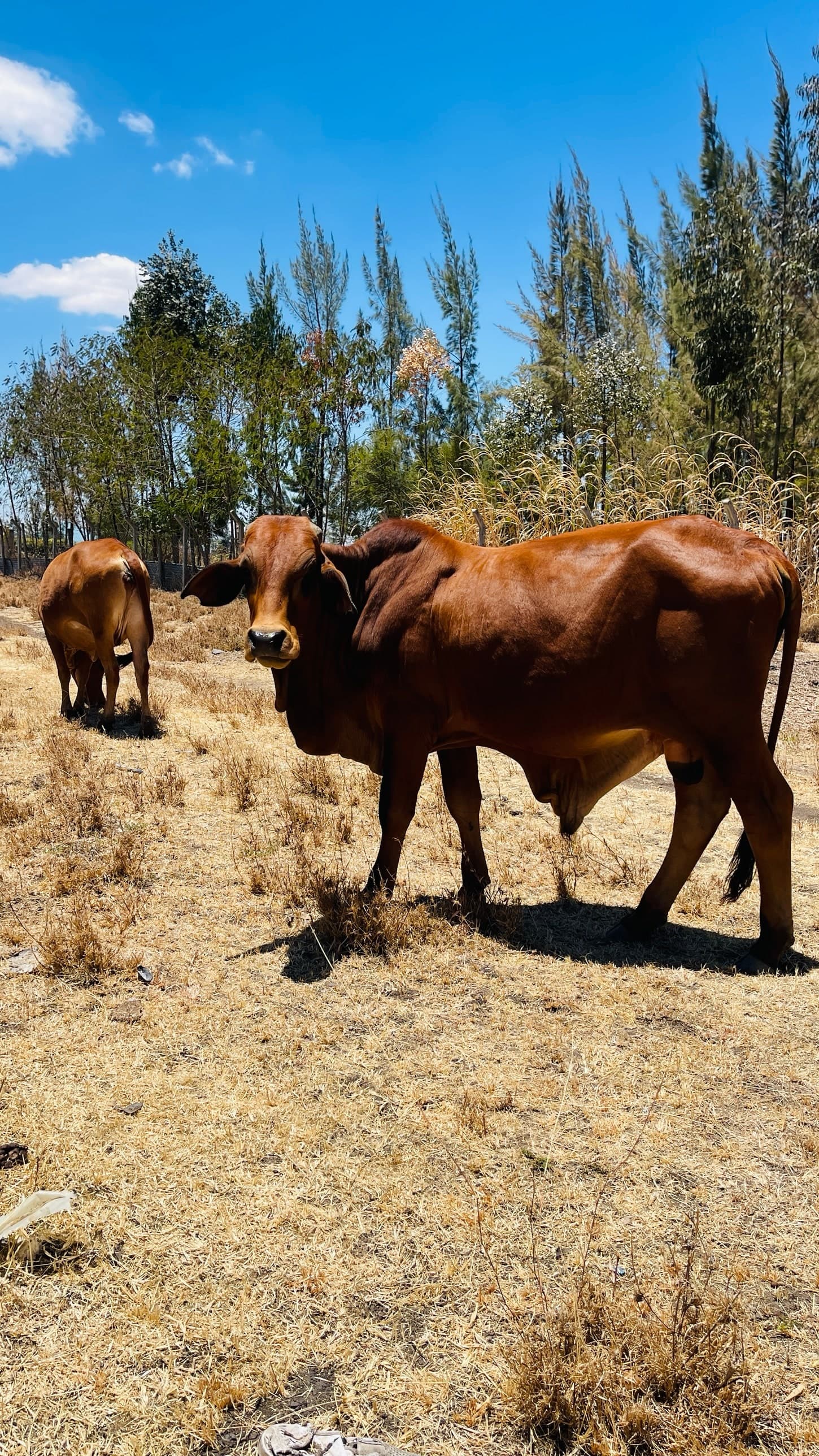 A red zebu bull with a heavy hump and dewlap standing side on in dry grass, looking at the camera, another beast and tall trees behind.