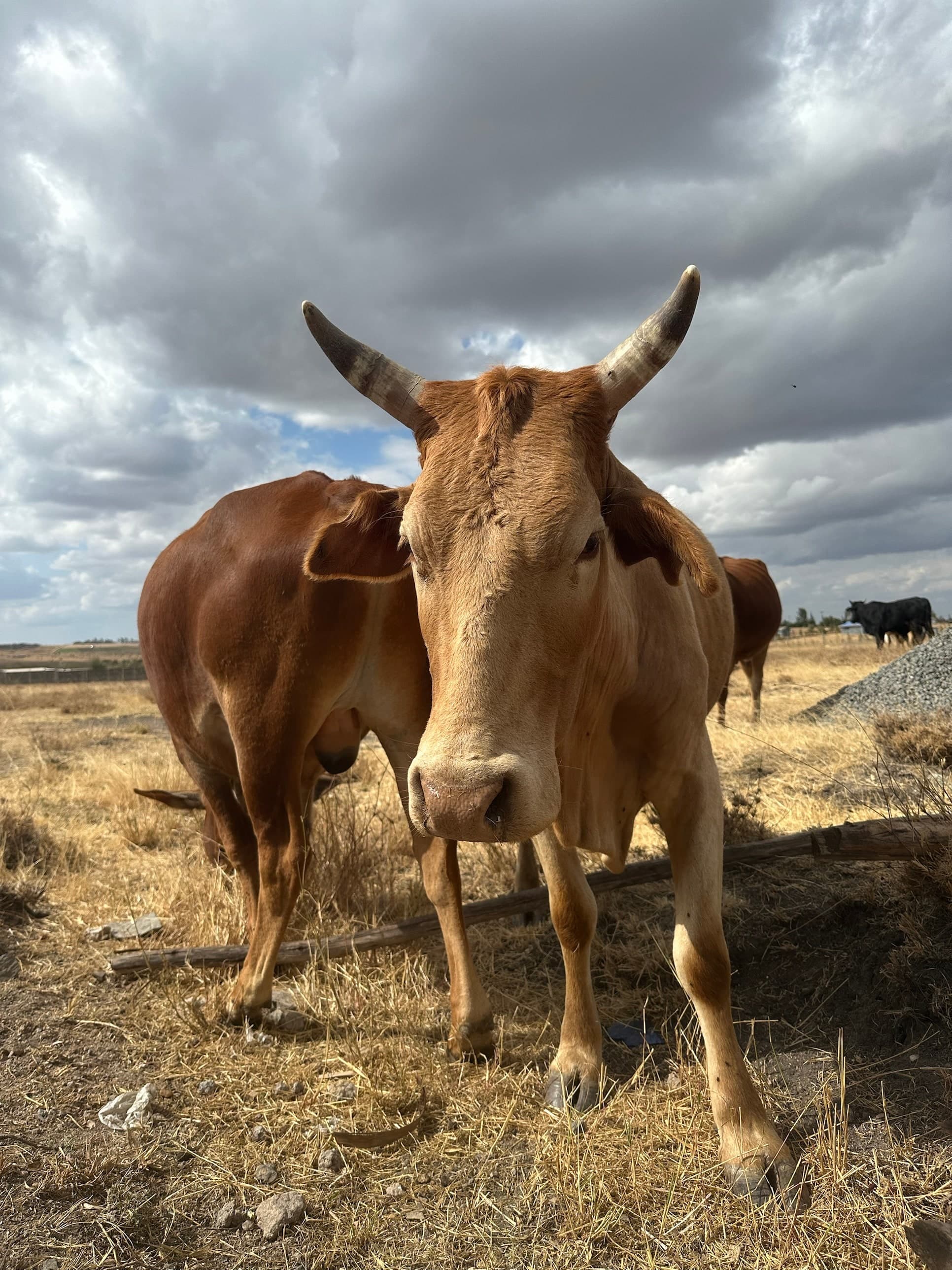 A horned zebu-cross cow standing square to the camera, a red cow beside her and open plains to the horizon.