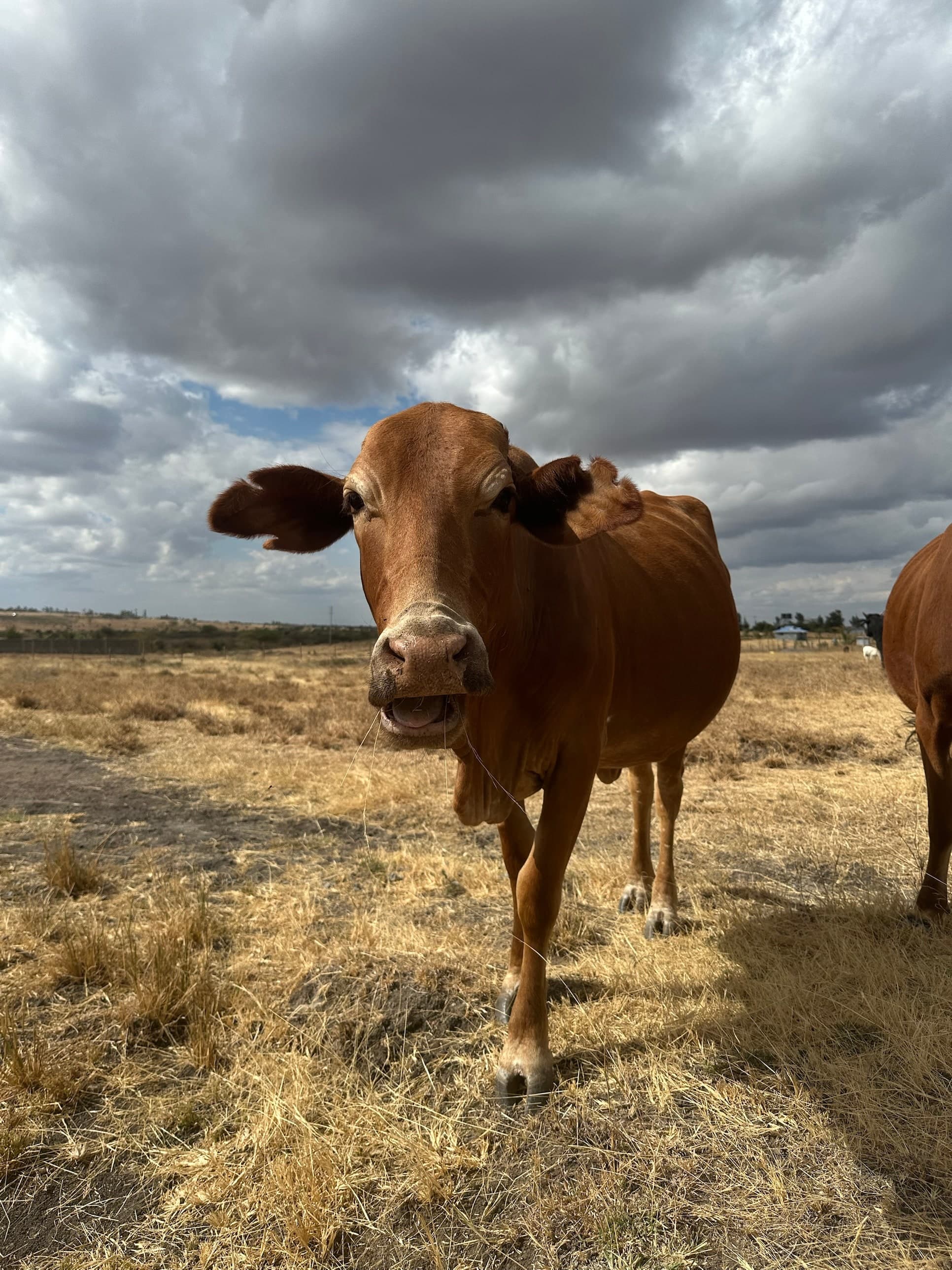 A young red zebu heifer walking toward the camera across dry grass, dark cloud building over the plains behind.