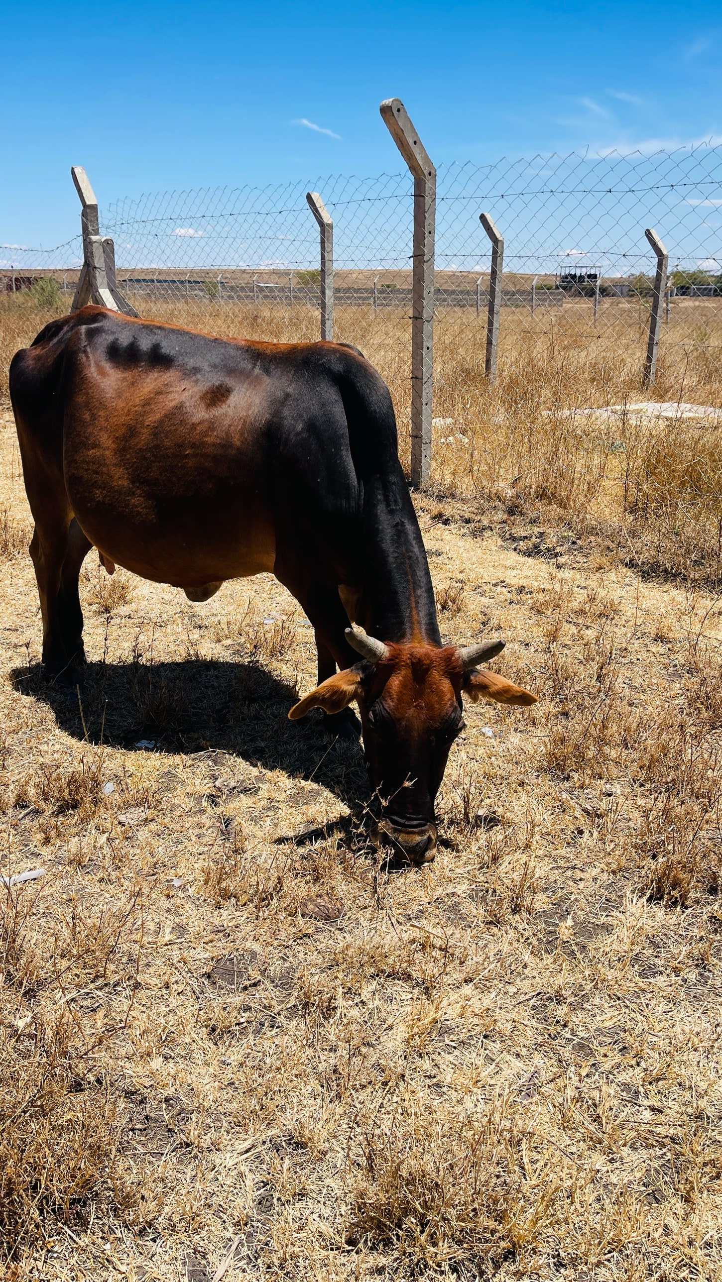 A dark red and black cow grazing dry grass beside the boundary fence, the plains running flat behind.