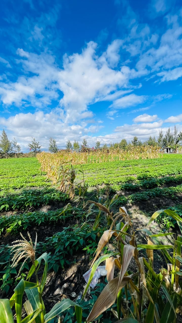 Rows of beans growing under a bright sky, with a stand of maize drying behind and maize stalks in the foreground.