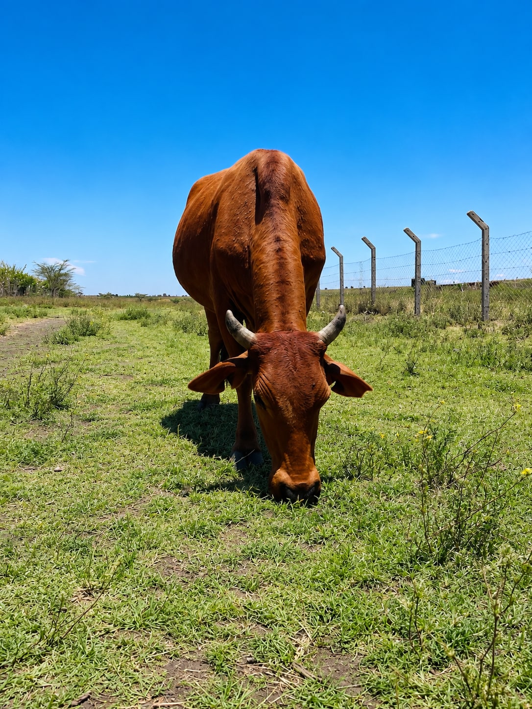 A red horned cow grazing short green grass beside the concrete post and chain link boundary fence under a clear blue sky.