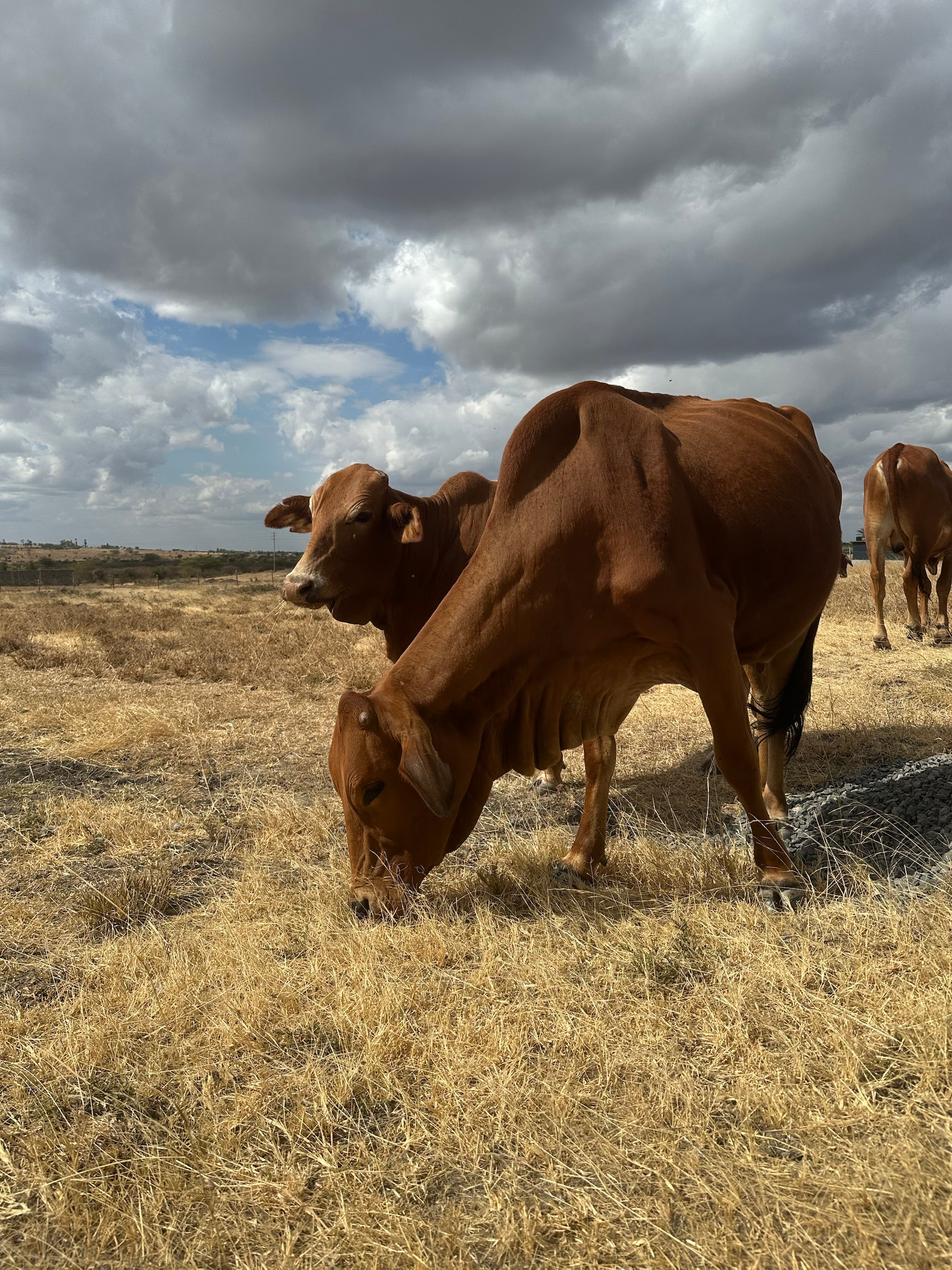 Two red zebu cows on dry, bleached grass at Isinya under a heavy grey sky — one grazing in the foreground, the other looking on.