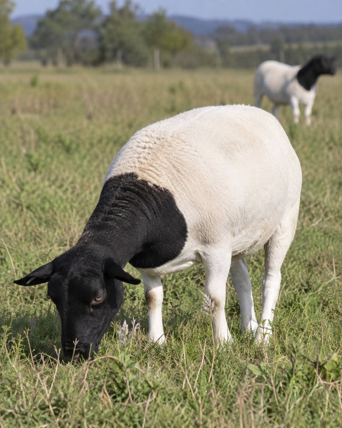 A Dorper ewe grazing short grass, another Dorper standing in the pasture behind.