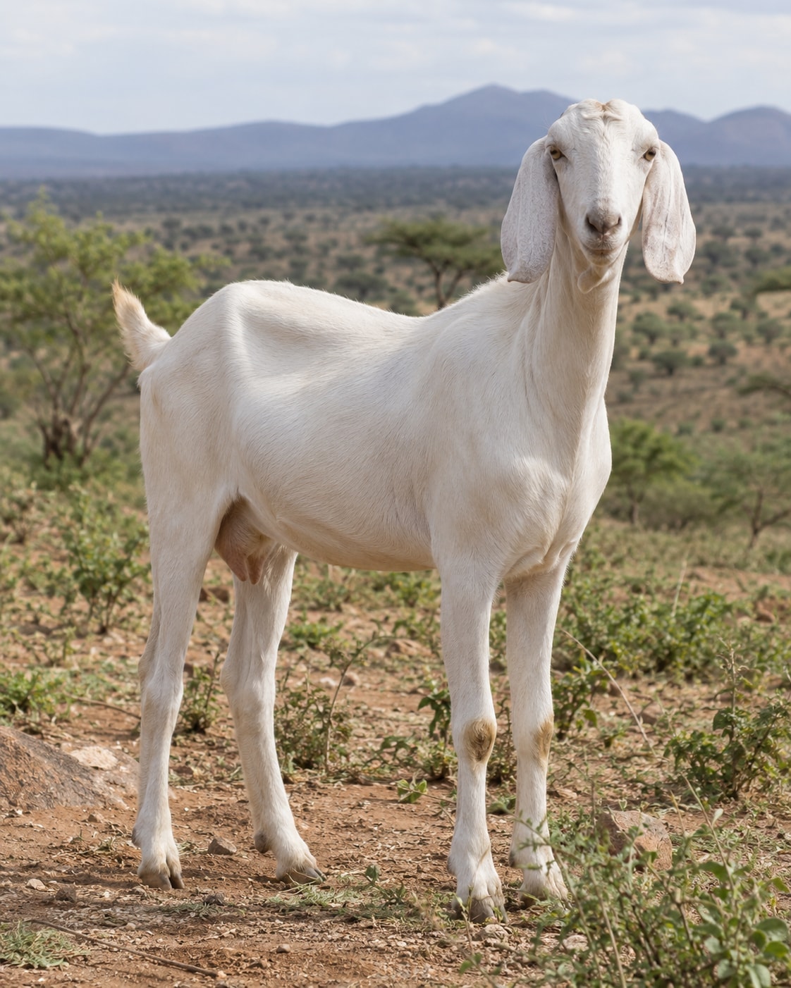 A white Galla doe with long drooping ears standing on dry, stony ground among low bush, hills behind.