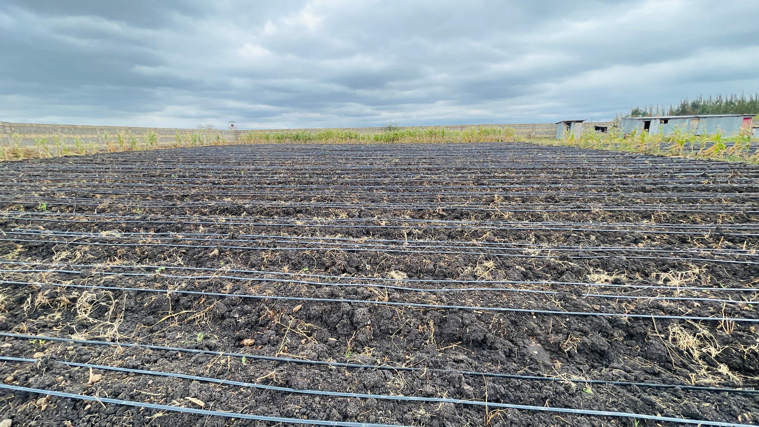 A block of freshly worked black cotton soil laid with rows of drip irrigation line, a maize margin and mabati sheds along the boundary wall under a grey sky.